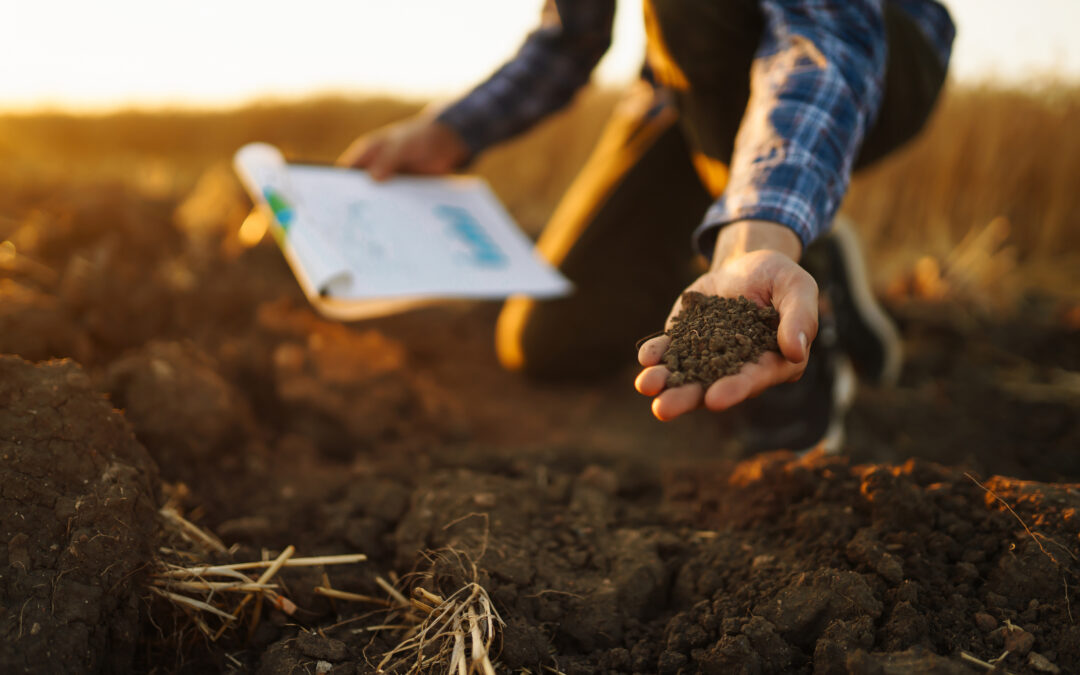 Powerful Guide to Soil Health Beyond Fertilizer: Tips for Better Structure and Organic Matter