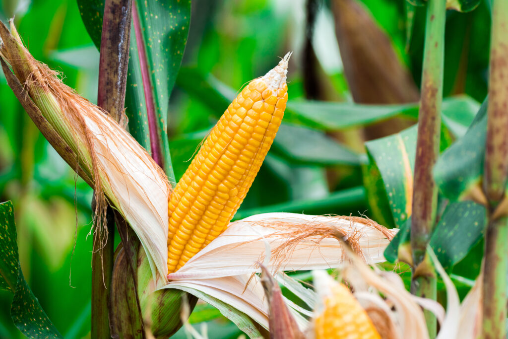 how summer heat impacts corn growth