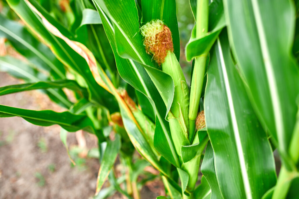 how summer heat impacts corn growth