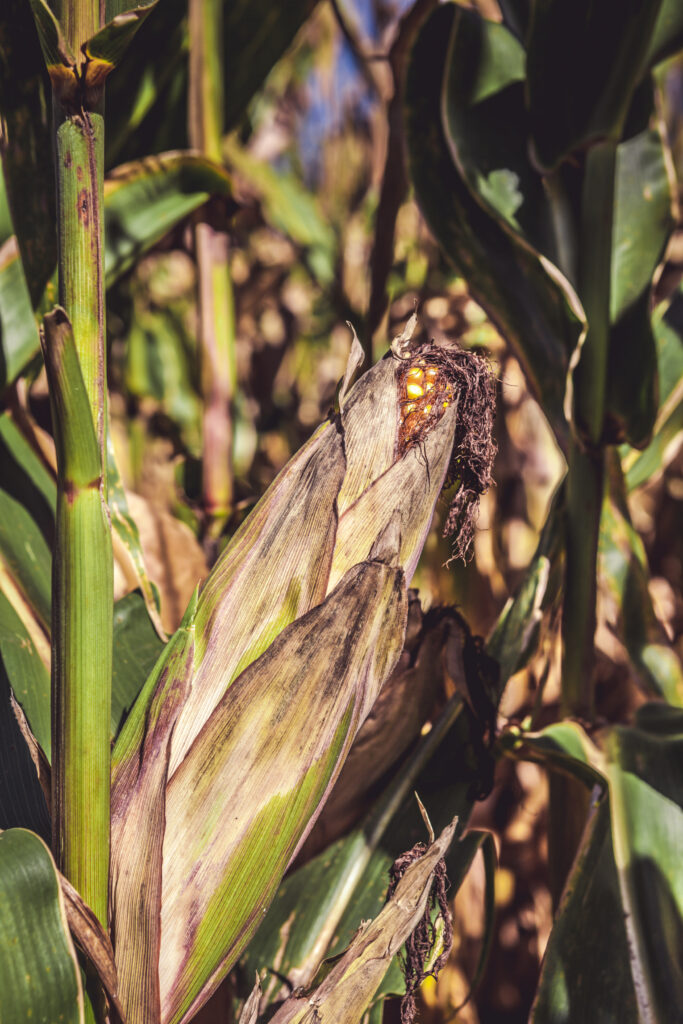 how summer heat impacts corn growth