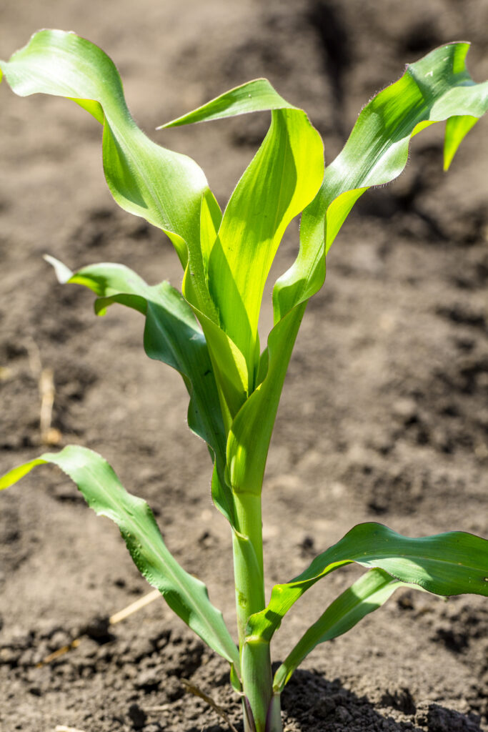 how summer heat impacts corn growth